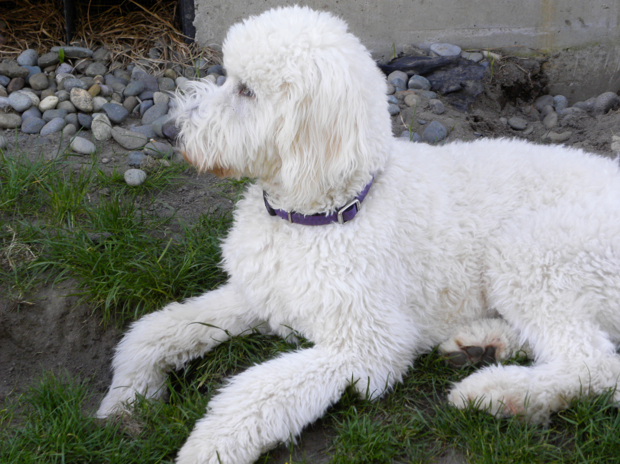 Baby - White F1 Goldendoodle