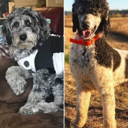 Betty and Prince -  F1B Aussiedoodle Parents