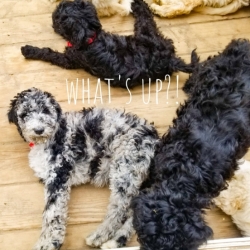 Apollo-and-Kenzies-â€“-Labradoodle-Puppies-Outside-titus