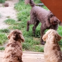 Grandma Daisy watching over the puppies