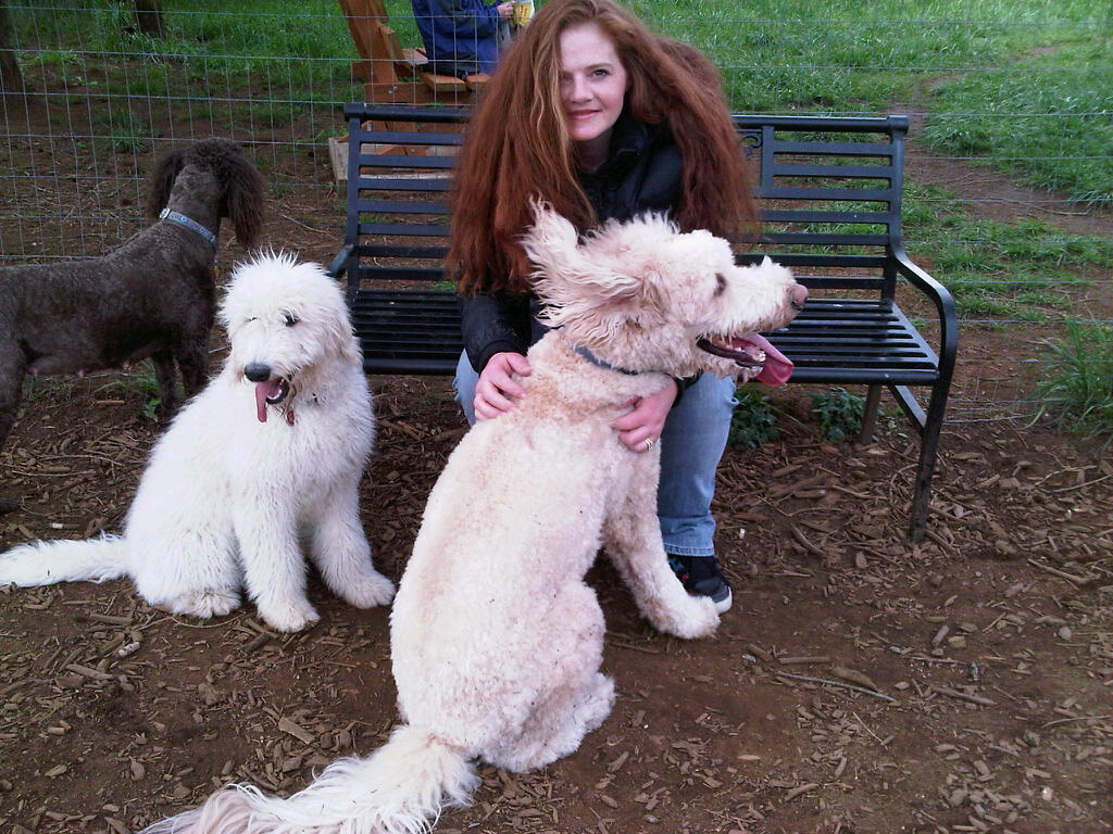 Me and the Goldendoodles