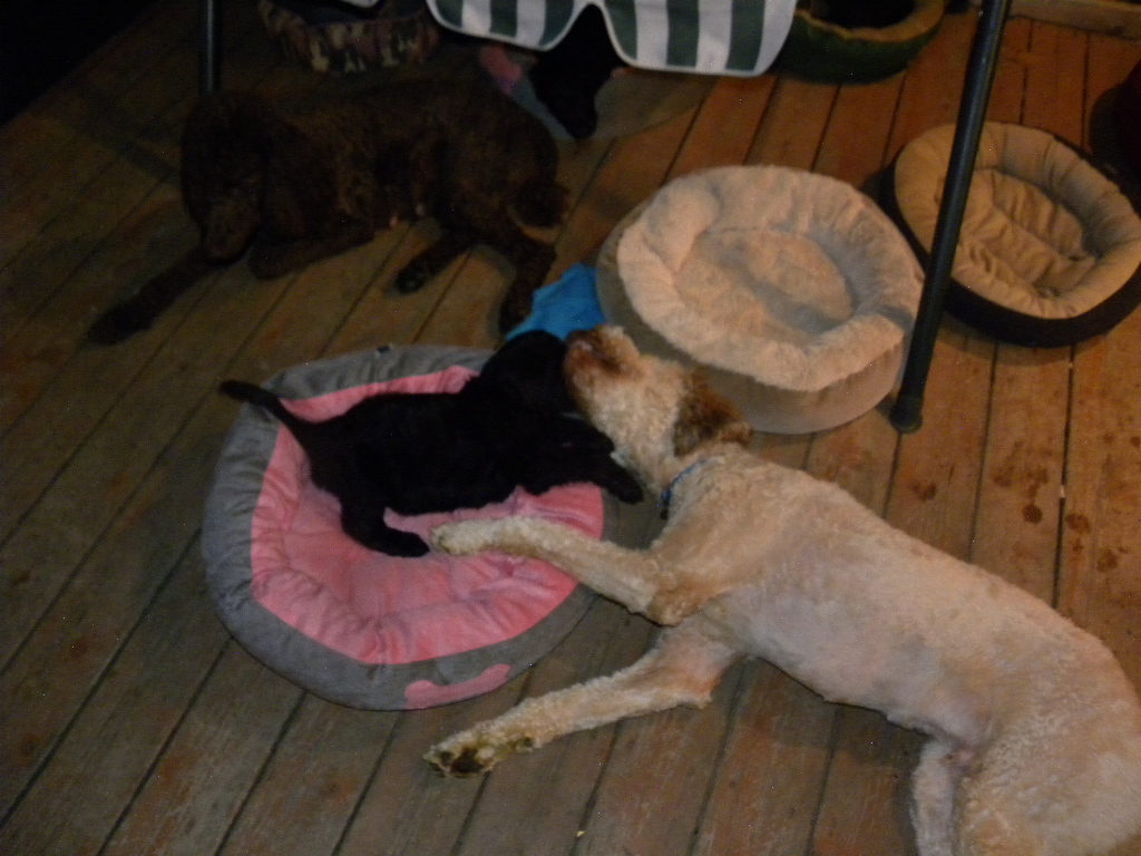 Our puppies and dogs laying on the deck in the evening..