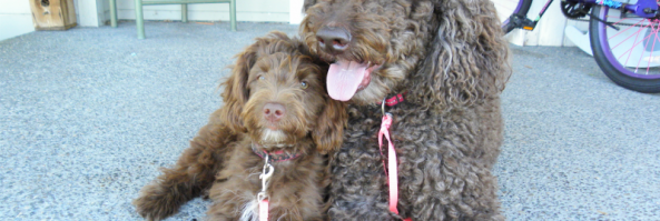 Standard Poodle teaches Mini Aussiedoodle puppy to walk on a leash..