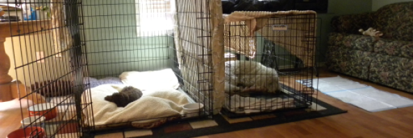 How to Stop Puppy Whining, Crying and Howling when Crate Training