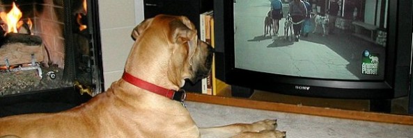 Do you think dogs can enjoy television?
