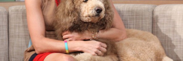 The Doodle Do – Grooming Instructions for  Labradoodles & Aussiedoodles