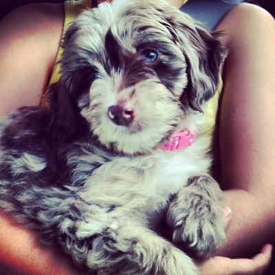 Agnes - Mini Aussiedoodle Puppy