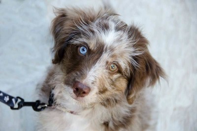 Here is Ziggy a Mini Aussiedoodle at 12 weeks.