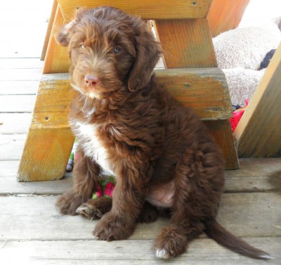 Chocolate and white Mini Aussiedoodle