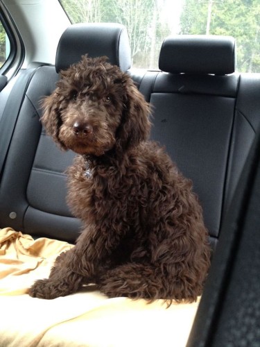 Moose Labradoodle Puppy from Tippy