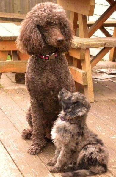 Daisy and Mattie - Mommy and Aussiedoodle Baby