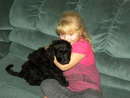 Olivia and Lucy - F1 Goldendoodle