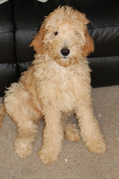Lilly the Goldendoodle