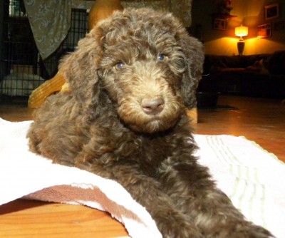 Tippy - Red Girl - F1b Labradoodle