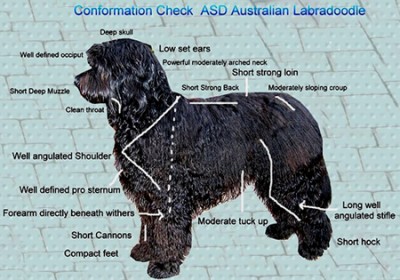 ALAA LABRADOODLE TRAITS AND STANDARDS