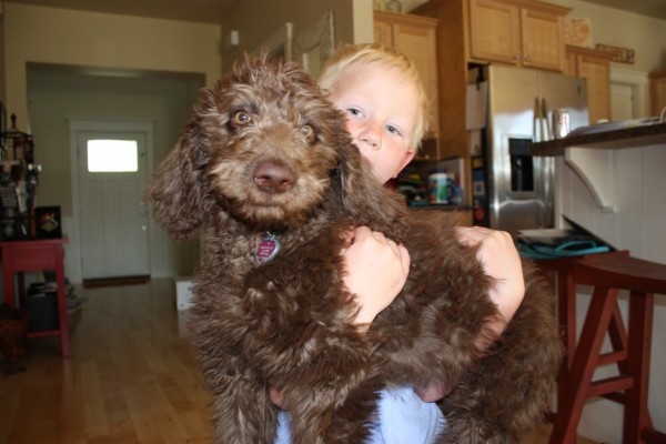 Labradoodle Reece at home