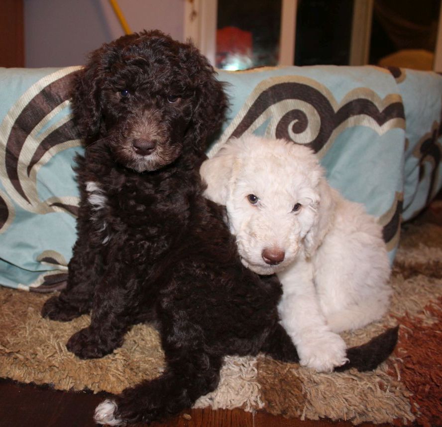 LABRADOODLE PUPPIES - CREAM AND CHOCOLATE 