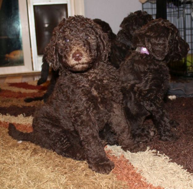 Chocolate and Cream Multigen Labradoodle puppies from Maddie and Hershey - 7 wks old