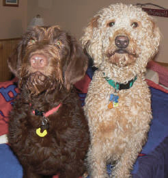 An F1 and an F1b Labradoodle side by side..