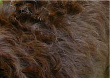Labradoodle Hair Coat