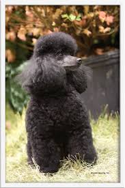 Black Toy Poodle - Puppy Weight Charts