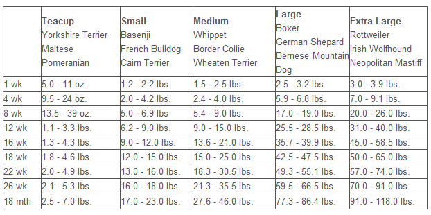 Cockapoo Puppy Growth Chart