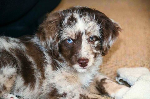 Ziggy - Mini Aussiedoodle Puppy