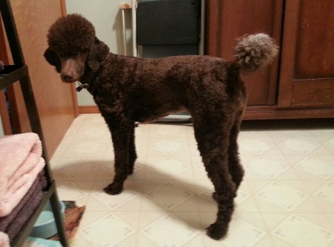 Abby one of our beautiful Guardian dogs - Standard Poodle