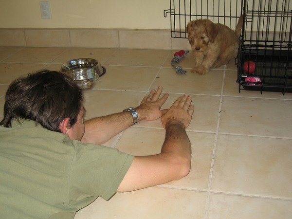 CRATE TRAINING A LABRADOODLE
