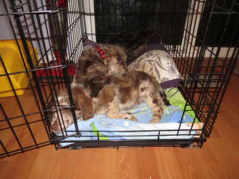Dreamydoodle puppies sharing their crate..door left wide open and they still love it