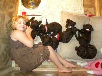 5 week old puppies in their puppy box..