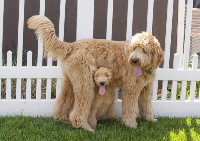 Goldendoodle Mom and her puppy