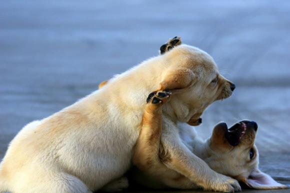 Polar-Pup-Attack