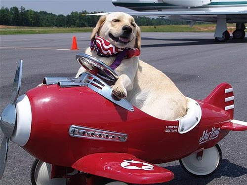 dog air travel