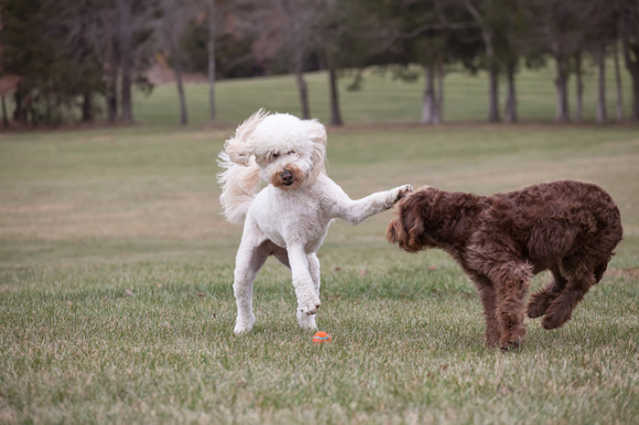 Macie (goldendoodle) and Dillon (labradoodle)