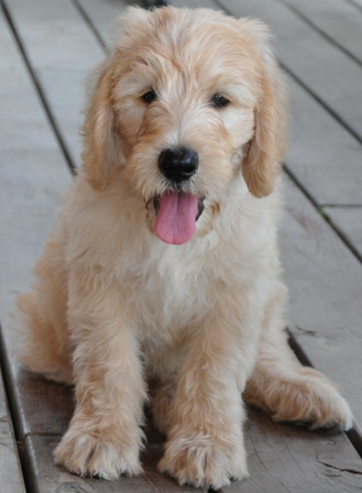 Goldendoodle Puppy at 12 weeks