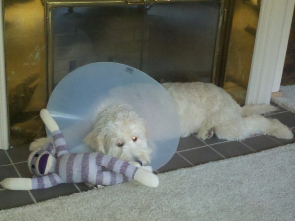 Goldendoodle in the cone of shame