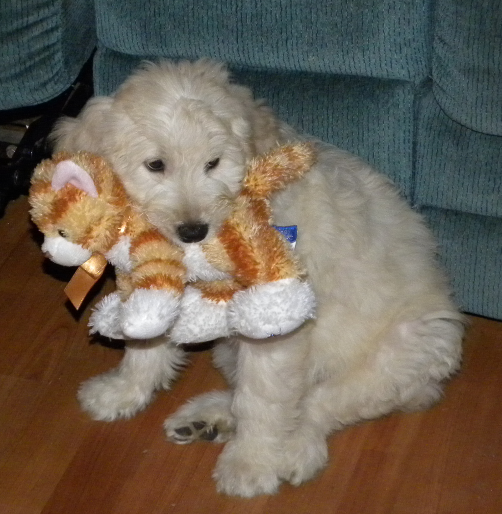 Puppies Love Stuffed Animals!