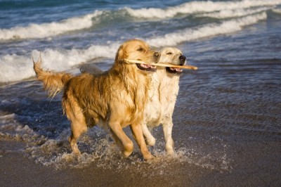 Two Golden Retrievers playing with stick