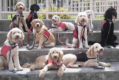 Labradoodle Assistance Dogs