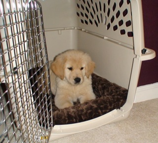 Puppy-in-Crate-FirstNight2