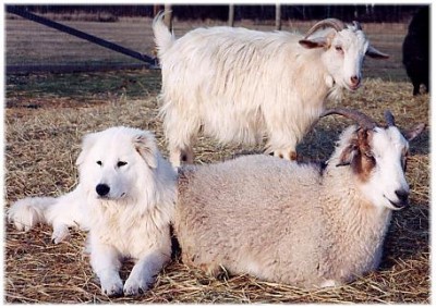 Maremma Livestock Guardian Dogs