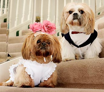 wedding-dogs