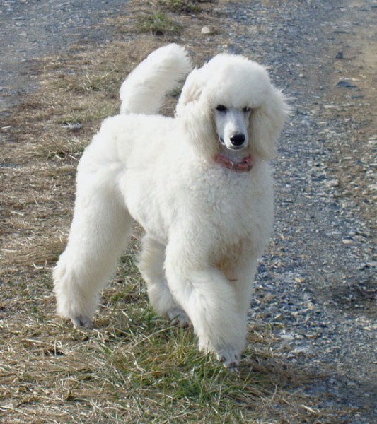 White Standard Poodle