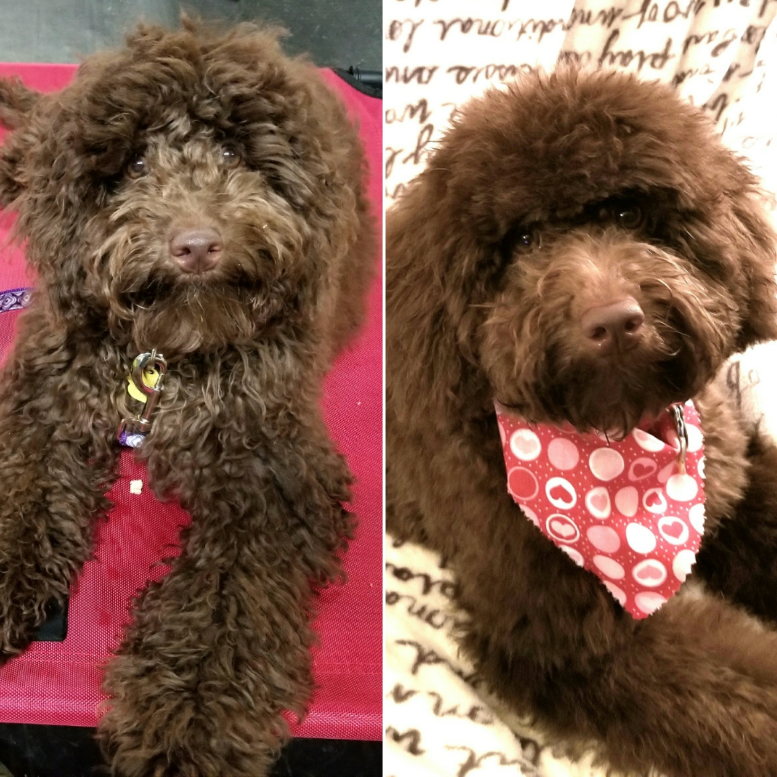 Mini Aussiedoodle "Goose" - Before and After Her First Groom