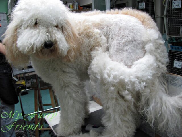 Grooming the Labradoodle - Matting