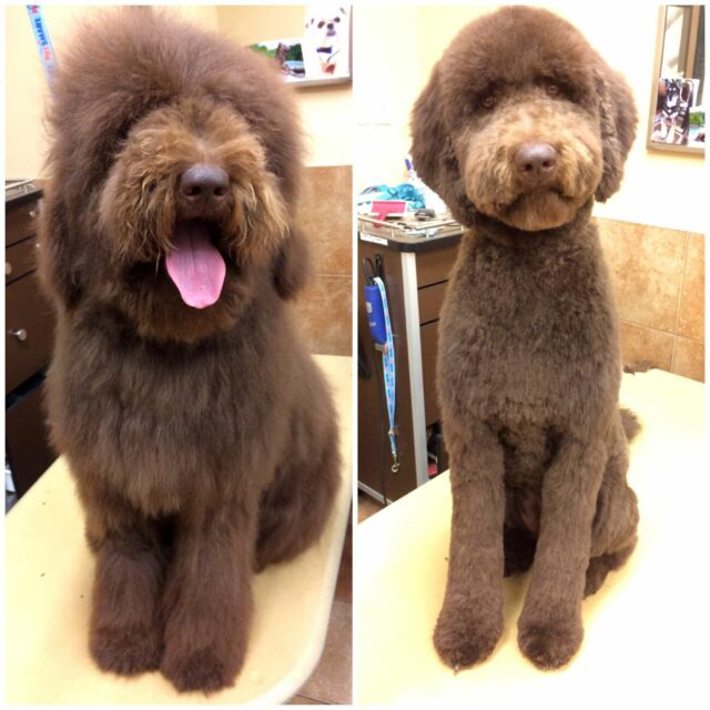 Grooming the Labradoodle before and after