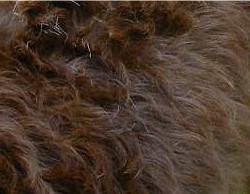 Hair: also known as flat or slick coat, this is a shedding coat and is NOT allergy friendly