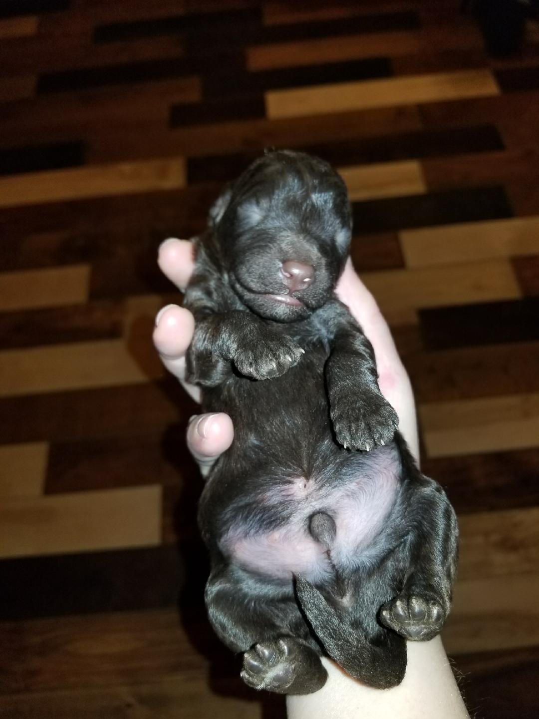 1 week old Chocolate Multigen Labradoodle Puppy
