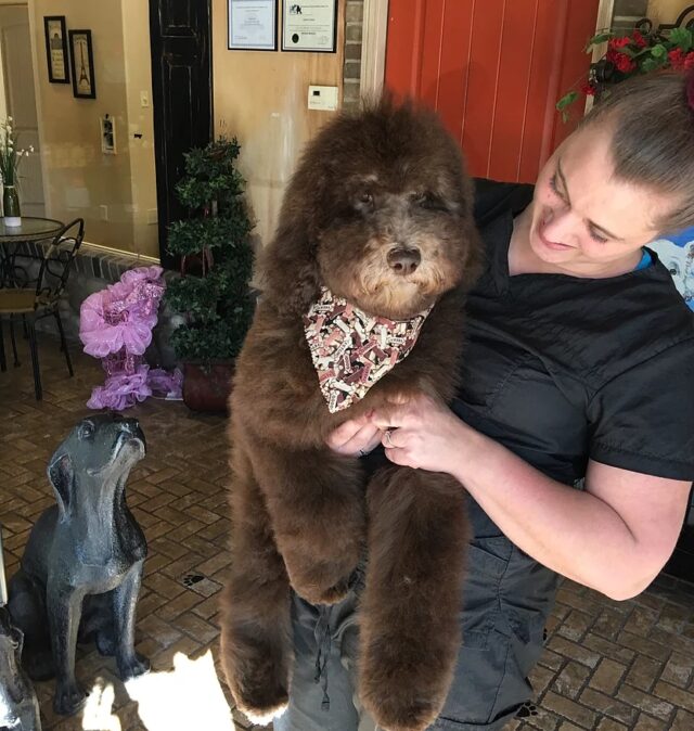Double Doodle Puppy after first Grooming - She has a wonderful temperament and the groomer was so impressed!